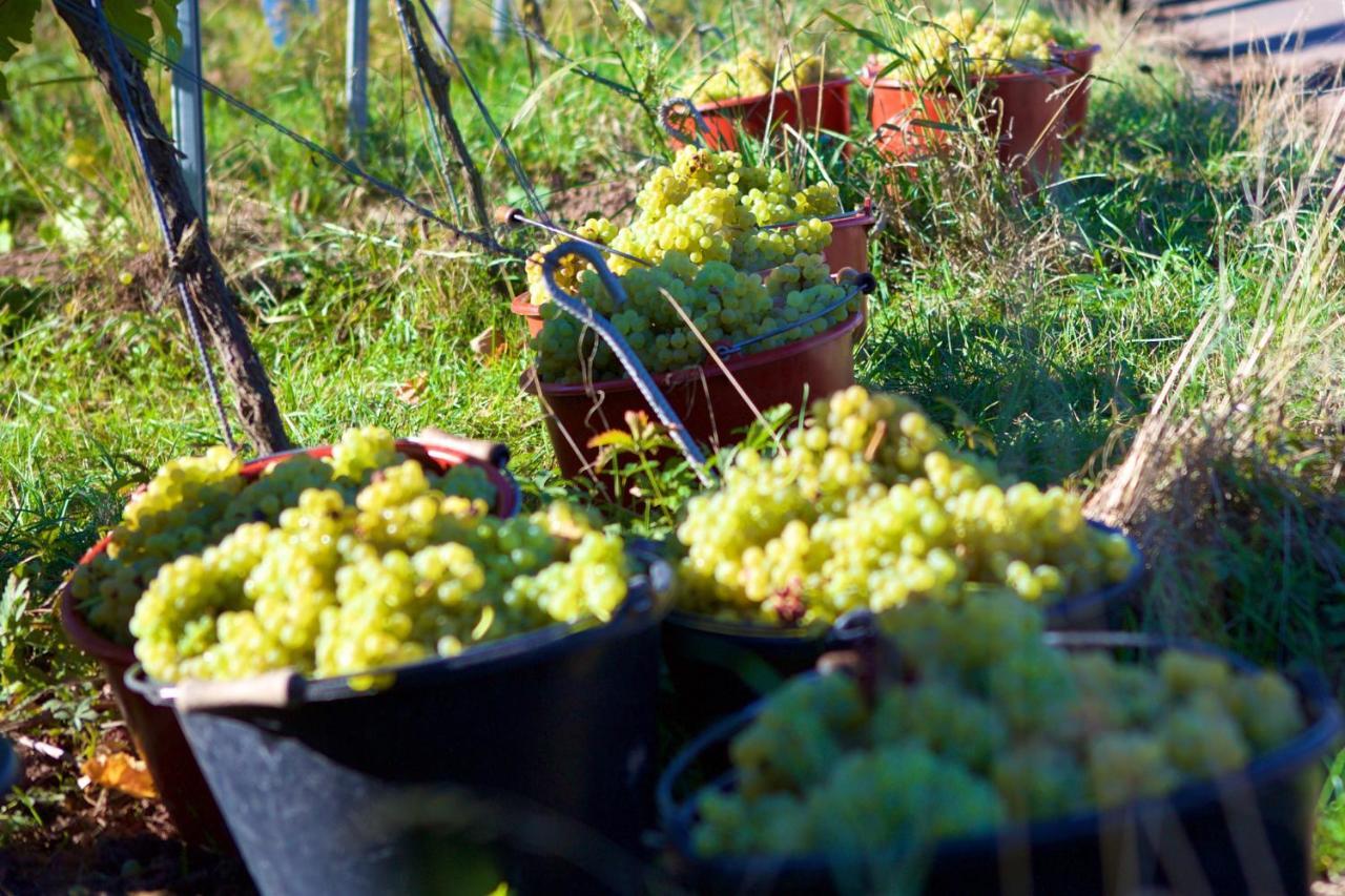 Weinhof Am Nussbaum Ξενοδοχείο Willanzheim Εξωτερικό φωτογραφία